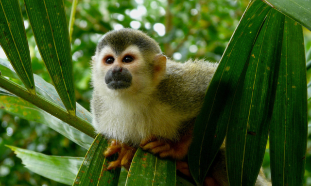 costa rica český průvodce